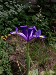 Iris xiphium (Iris d'Espagne) - Bleu