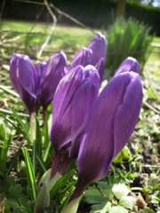 Crocus - Printanier