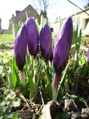 Crocus - Groupe