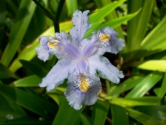 Iris confusa