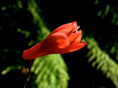 Watsonia sp.