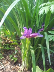 Iris xiphium (Iris d'Espagne) - Mini