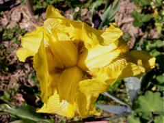 Iris germanica (Iris des jardins) - Face