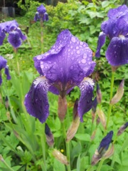Iris germanica (Iris des jardins) - Profil bleu