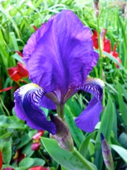 Iris germanica (Iris des jardins) - Bleu