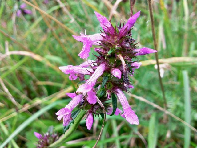 Prunella vulgaris L. (Prunelle commune)