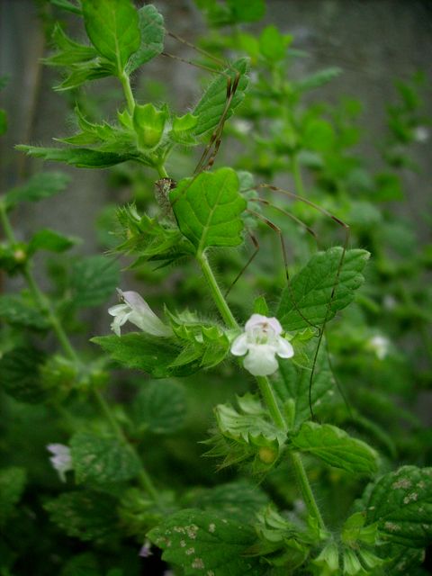 Melissa (Mélisse) - Fleur