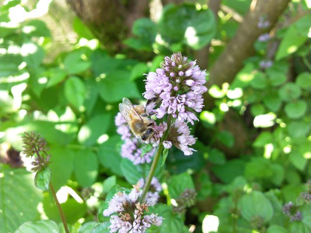 Mentha x piperita (Menthe poivrée, Milly la forêt) - Abeille qui butine