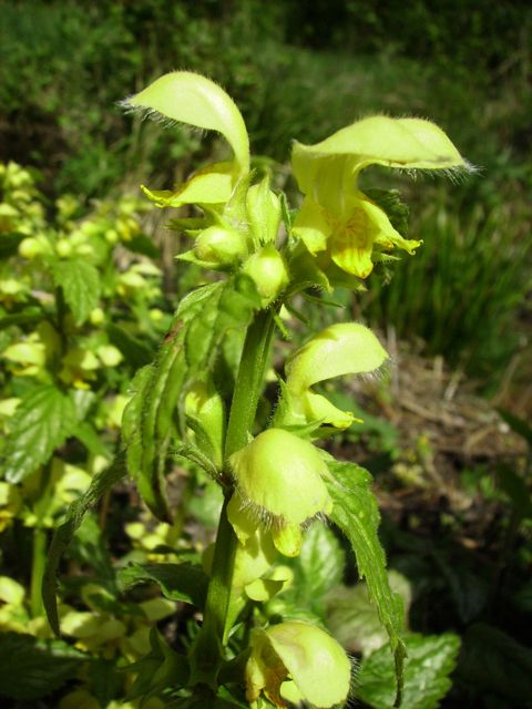 Lamiastrum galeobdolon (Ortie jaune)