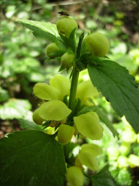 Lamiastrum galeobdolon (Ortie jaune) - Boutons