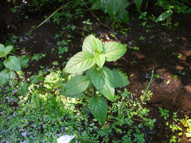 Mentha aquatica (Menthe aquatique) - Marais