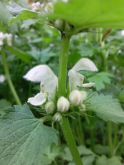 Lamium album (Lamier blanc, Ortie blanche)  - Fleurs