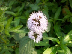 Mentha aquatica (Menthe aquatique) - Fleurs