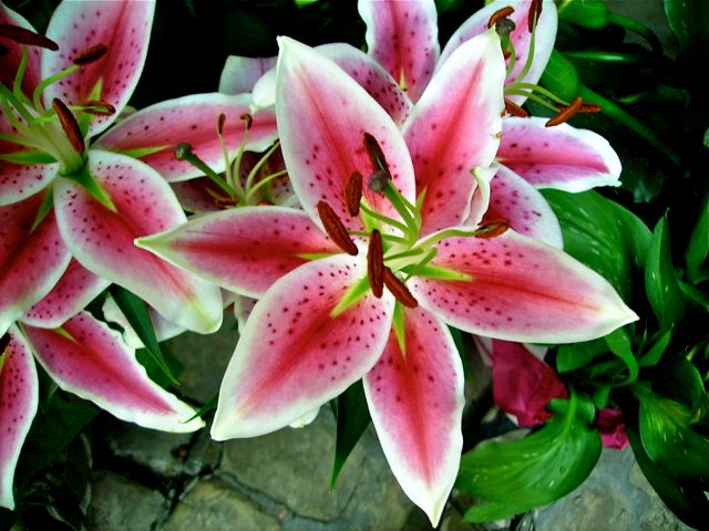 Lilium (Lys) - Rose et blanc