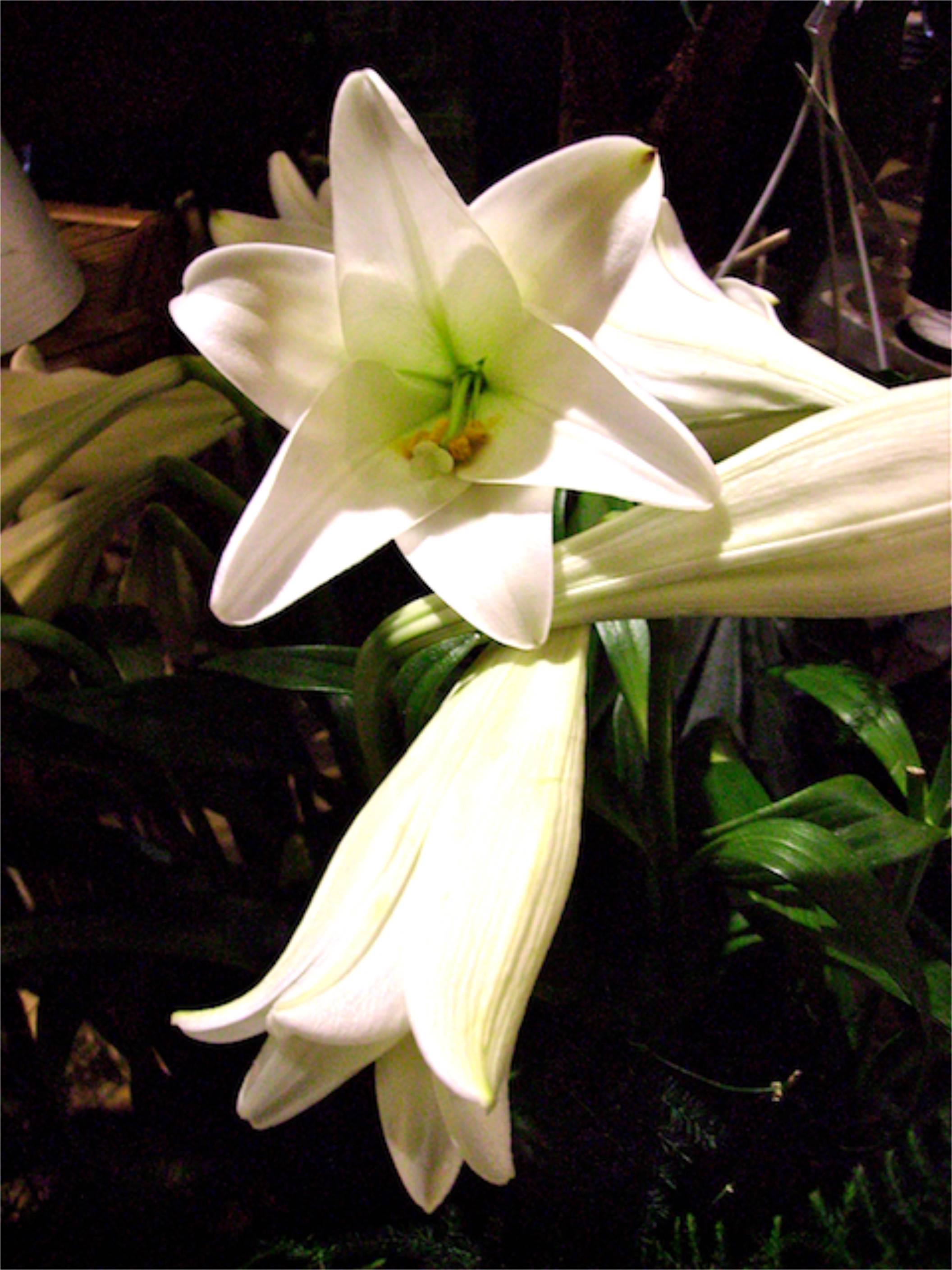 Lilium Candidum (Lys Blanc) - Face et profil