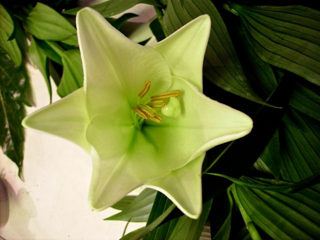 Lilium Candidum (Lys Blanc) - Face