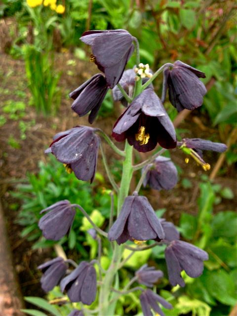 Frilillaria (Fritillaire) - Noire