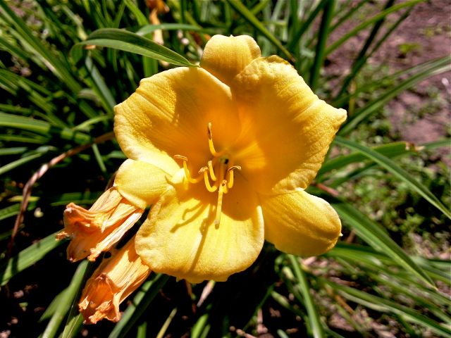 Hemerocallis (Hémérocalle) - Jaune