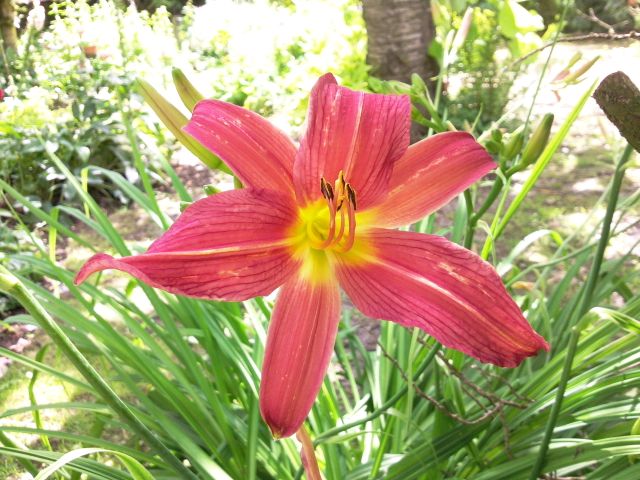 Hemerocallis (Hémérocalle) - Rouge, face