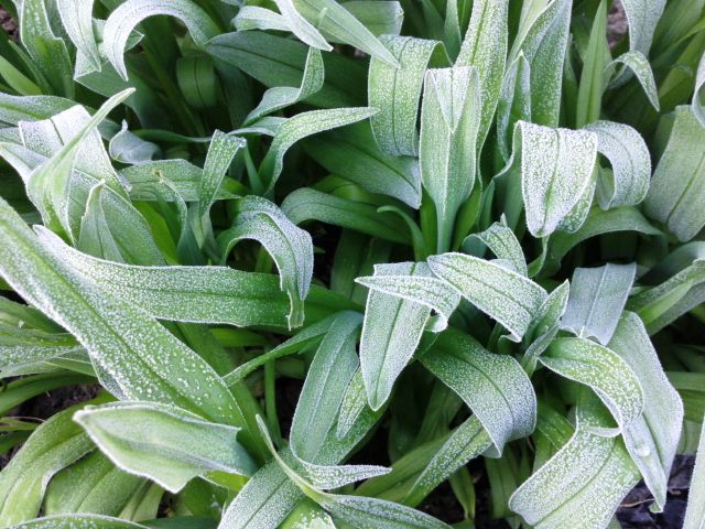 Hemerocallis (Hémérocalle) - Feuille et givre