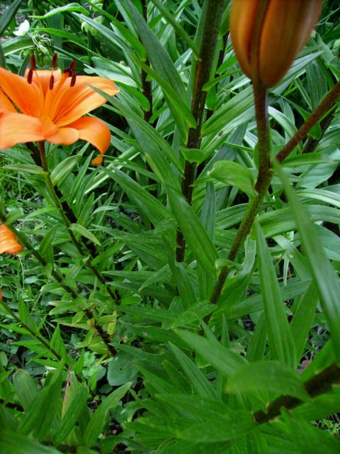 Lilium (Lys) - Feuilles