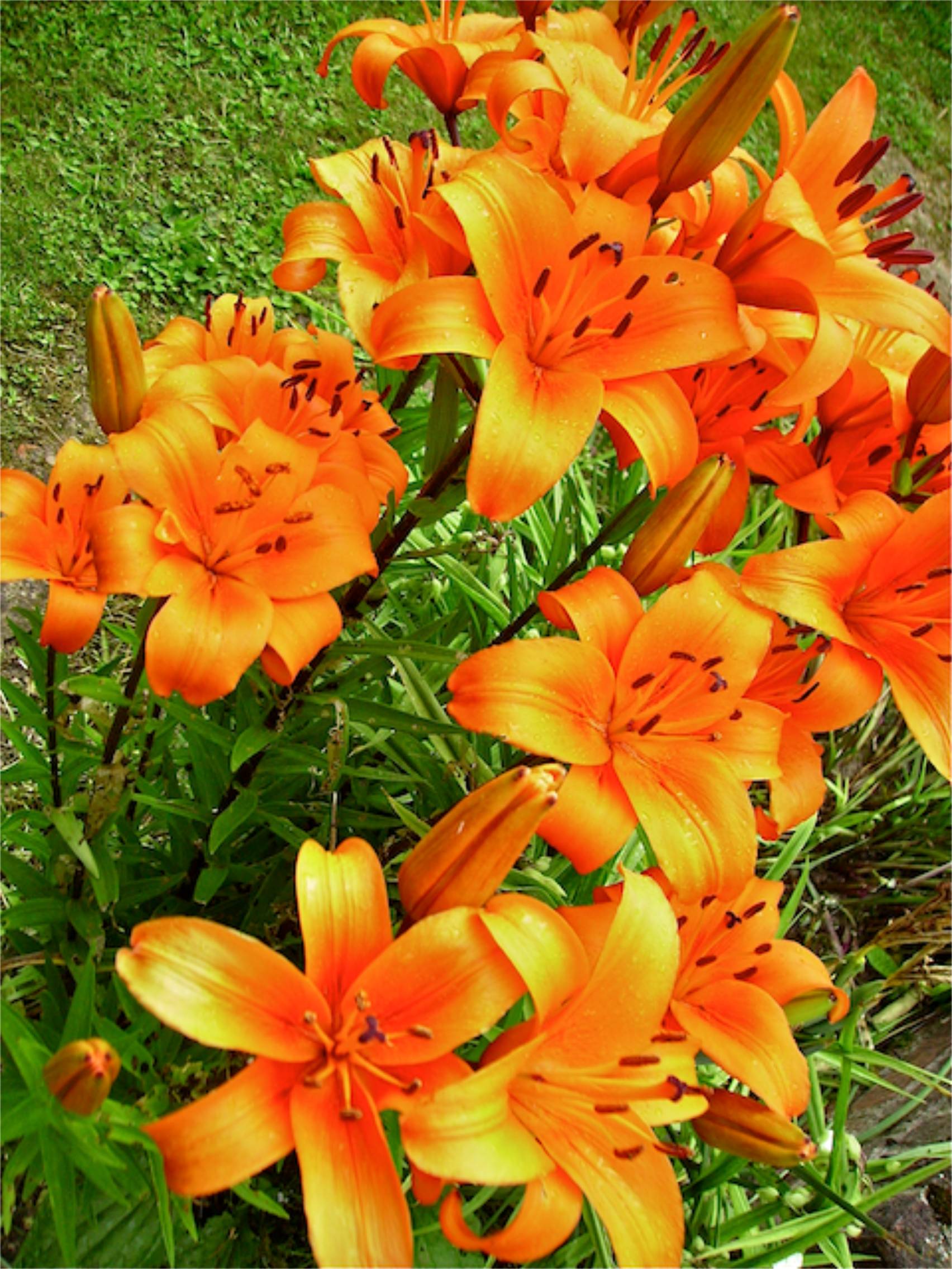 Lilium (Lys) - Massif, Orange