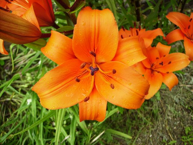 Lilium (Lys) - Orange, face