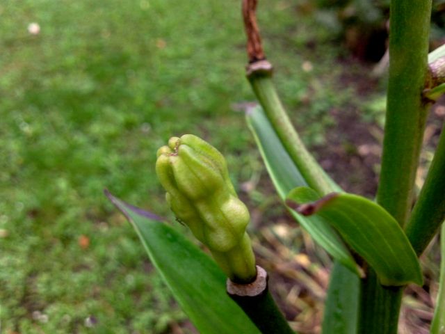 Capsule de Lilium