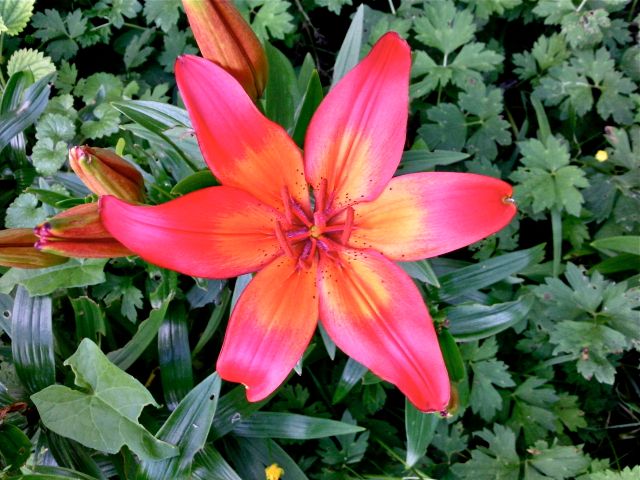 Lilium (Lys) - Rouge, face