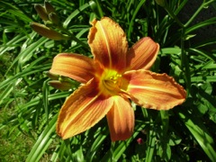 Hemerocallis (Hémérocalle) - Orange, face