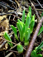 Tulipa (Tulipe) - Jeunes pousses