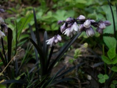 Ophiopogon planiscarpus - Fleurs