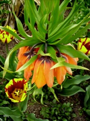 Frilillaria (Fritillaire) - Orange