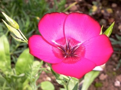 Linum grandiflorum (Lin à grandes fleurs) - Profil rouge