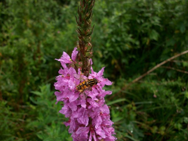 Lythrum salicaria (Salicaire commune) - détail