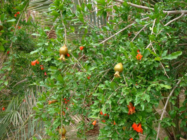 Punica granatum (Grenadier commun) - Arbuste