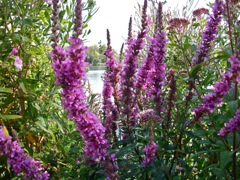 Lythrum salicaria (Salicaire commune)