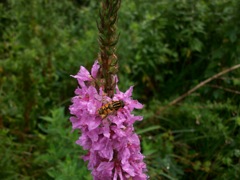 Lythrum salicaria (Salicaire commune) - détail