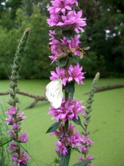 Lythrum salicaria (Salicaire commune) - Marais