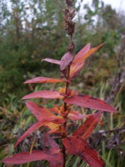 Lythrum salicaria (Salicaire commune) - Rouge