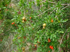 Punica granatum