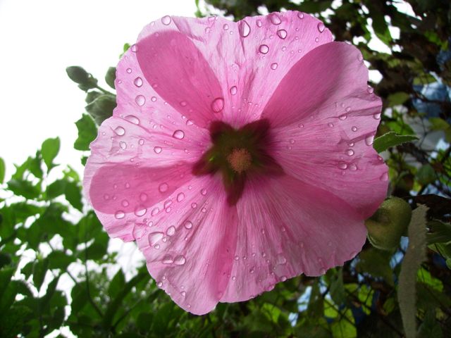 Alcea rosea (Rose trémière) - Rosée 