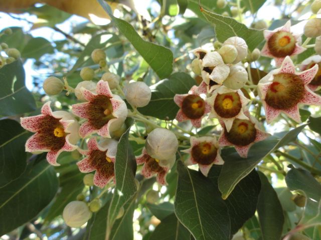 Brachyton populneus - Inflorescence