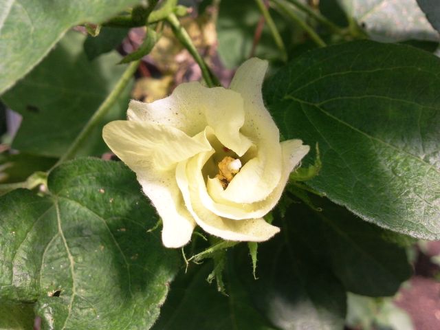 Gossypium (Coton) - Ouverture de la fleur