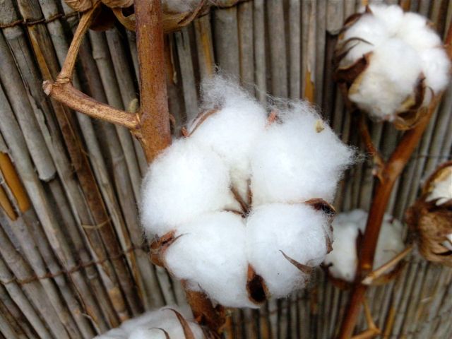 Gossypium (Coton) - Capsule de face