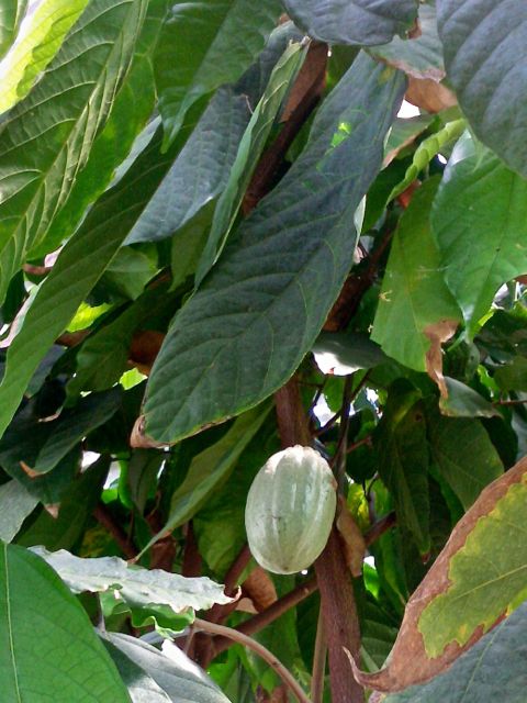 Theobroma cacao (Cacaoyer)