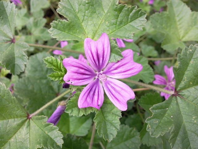 Malva sylvestris (Mauve sylvestre) - Face