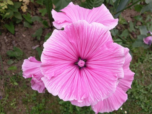 Malva (Mauve) - Face, circulaire