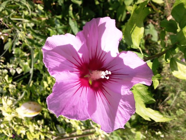 Hibiscus syriacus (Althéa) - Face, mauve