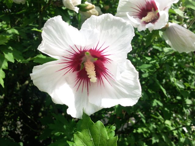Hibiscus syriacus (Althéa) - Face blanc et rouge